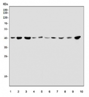 Western blot testing of 1) human Jurkat, 2) human COLO-320, 3) human HeLa, 4) human HepG2, 5) monkey COS-7, 6) rat heart, 7) rat lung, 8) rat liver, 9) mouse lung and 10) mouse liver lysate with SOX18 antibody. Predicted molecular weight ~41 kDa. 