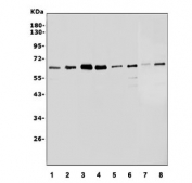 Western blot testing of human 1) HeLa, 2) HEK293, 3) MCF7, 4) Jurkat, 5) ThP-1, 6) Caco-2, 7) rat C6 and 8) mouse NIH 3T3 lysate with Serum Response Factor antibody. Predicted molecular weight: ~52/60-70 kDa (unmodified/phosphorylated).