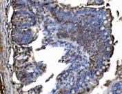 IHC staining of FFPE rat intestine tissue with Trim25 antibody. HIER: boil tissue sections in pH8 EDTA for 20 min and allow to cool before testing.