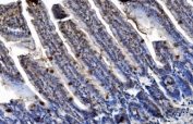 IHC staining of FFPE mouse intestine tissue with Trim25 antibody. HIER: boil tissue sections in pH8 EDTA for 20 min and allow to cool before testing.
