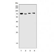 Western blot testing of 1) rat liver, 2) rat RH35, 3) mouse liver and 4) mouse stomach lysate with Trim25 antibody. Predicted molecular weight ~71 kDa.