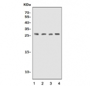 Western blot testing of 1) human K562, 2) human SK-OV-3, 3) rat stomach and 4) mouse stomach lysate with UPK1B antibody. Predicted molecular weight ~30 kDa.