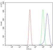 Flow cytometry testing of human U-2 OS cells with Wolframin antibody at 1ug/million cells (blocked with goat sera); Red=cells alone, Green=isotype control, Blue= Wolframin antibody.