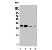 Western blot testing of 1) human HEK293, 2) SW620, 3) rat brain and 4) mouse kidney lysate with ANG2 antibody. Predicted molecular weight ~57 kDa.