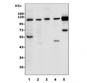 Western blot testing of 1) human HepG2, 2) human K562, 3) human SW620, 4) rat brain and 5) rat heart lysate with ATG9A antibody. Expected molecular weight: 94-110 kDa depending on glycosylation level.