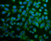 Immunofluorescent staining of FFPE human U-2 OS cells with ERp5 antibody (green) and DAPI nuclear stain (blue). HIER: steam section in pH6 citrate buffer for 20 min.