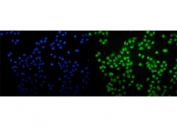 Immunofluorescent staining of FFPE human Caco-2 cells with SAMHD1 antibody (green) and DAPI nuclear stain (blue). HIER: steam section in pH6 citrate buffer for 20 min.