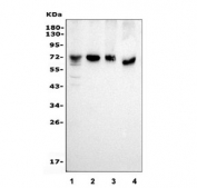 Western blot testing of human 1) placenta, 2) HeLa, 3) HepG2 and 4) K562 cell lysate with SAMHD1 antibody. Predicted molecular weight ~72 kDa.