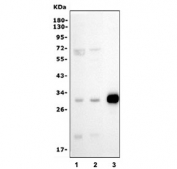 Western blot testing of 1) human HEK293, 2) human PC-3 and 3) rat spleen lysate with Purine nucleoside phosphorylase antibody. Predicted molecular weight ~32 kDa.