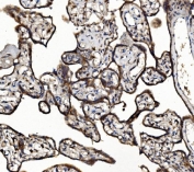 IHC staining of FFPE human placental tissue with Vesicle-fusing ATPase antibody. HIER: boil tissue sections in pH8 EDTA for 20 min and allow to cool before testing.