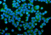 Immunofluorescent staining of FFPE human T-47D cells with PDI antibody (green) and DAPI nuclear stain (blue). HIER: steam section in pH6 citrate buffer for 20 min.