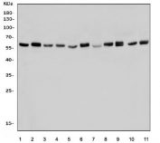 Western blot testing of human 1) HeLa, 2) PANC-1, 3) MCF7, 4) COLO-320, 5) HEK293, 6) HepG2, 7) monkey lung, 8) monkey liver, 9) rat liver, 10) mouse liver and 11) mouse NIH-3T3 lysate with PDI antibody. Predicted molecular weight ~57 kDa.