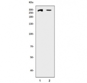Western blot testing of human 1) HeLa and 2) MCF7 (breast adenocarcinoma) cell lysate with BRCA1 antibody. Predicted molecular weight ~207 kDa, commonly observed at 207-220 kDa.