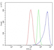 Flow cytometry testing of human ThP-1 cells with INPPL1 antibody at 1ug/million cells (blocked with goat sera); Red=cells alone, Green=isotype control, Blue= INPPL1 antibody.