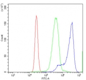 Flow cytometry testing of human K562 cells with MCM6 antibody at 1ug/million cells (blocked with goat sera); Red=cells alone, Green=isotype control, Blue= MCM6 antibody.