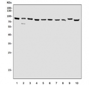 Western blot testing of human 1) Raji, 2) HepG2, 3) PC-3, 4) A549, 5) ThP-1, 6) HL60, 7) rat liver, 8) rat stomach, 9) mouse liver and 10) mouse RAW264.7 cell lysate with SEC23B antibody. Predicted molecular weight ~86 kDa.