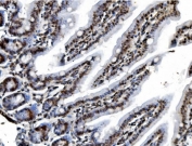 IHC staining of FFPE mouse colon tissue with Prohibitin 2 antibody. HIER: boil tissue sections in pH8 EDTA for 20 min and allow to cool before testing.
