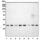 Western blot testing of 1) human HeLa, 2) human HEK293, 3) rat brain, 4) rat heart, 5) rat liver, 6) mouse brain, 7) mouse heart and 8) mouse liver lysate with Prohibitin 2 antibody. Predicted molecular weight ~33 kDa.