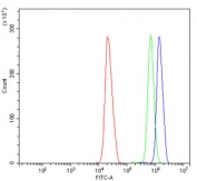 Flow cytometry testing of human HL60 cells with CBX8 antibody at 1ug/million cells (blocked with goat sera); Red=cells alone, Green=isotype control, Blue= CBX8 antibody.