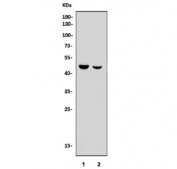 Western blot testing of human 1) Caco-2 and 2) HepG2 cell lysate with APOA5 antibody. Predicted molecular weight: ~41 kDa.