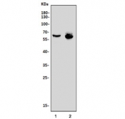 Western blot testing of human 1) placenta and 2) K562 cell lysate with ARID5A antibody. Predicted molecular weight ~64 kDa.