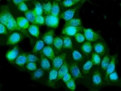 Immunofluorescent staining of FFPE human Caco-2 cells with Caspase-5 antibody (green) and DAPI nuclear stain (blue). HIER: steam section in pH6 citrate buffer for 20 min.