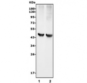 Western blot testing of 1) rat lung and 2) mouse lung tissue lysate with Caspase-5 antibody. Predicted molecular weight ~50 kDa.