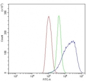 Flow cytometry testing of human ThP-1 cells with Caspase-5 antibody at 1ug/million cells (blocked with goat sera); Red=cells alone, Green=isotype control, Blue= Caspase-5 antibody.