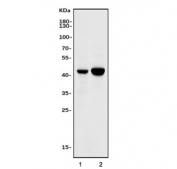 Western blot testing of human 1) HeLa and 2) A549 cell lysate with Caspase-9 antibody. Expected molecular weight: 45-50 kDa (pro form).