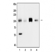 Western blot testing of 1) rat heart, 2) rat skeletal muscle, 3) rat lung and 4) mouse lung tissue lysate with Cd34 antibody. Observed molecular weight: 41~110 kDa depending on level of glycosylation.