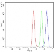 Flow cytometry testing of rat NRK cells with Cd226 antibody at 1ug/million cells (blocked with goat sera); Red=cells alone, Green=isotype control, Blue= Cd226 antibody.