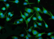 Immunofluorescent staining of FFPE mouse RM-1 cells with Irf3 antibody (green) and DAPI nuclear stain (blue). HIER: steam section in pH6 citrate buffer for 20 min.