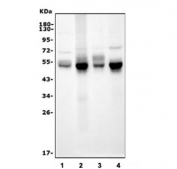 Western blot testing of 1) rat brain, 2) mouse lung, 3) mouse brain and 4) mouse NIH 3T3 cell lysate with Irf3 antibody. Predicted molecular weight ~47 kDa.