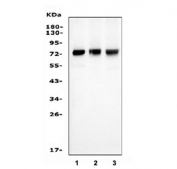 Western blot testing of human 1) HeLa, 2) HepG2 and 3) K562 cell lysate with SAMHD1 antibody. Predicted molecular weight ~72 kDa.