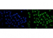 Immunofluorescent staining of FFPE human Caco-2 cells with SAMHD1 antibody (green) and DAPI nuclear stain (blue). HIER: steam section in pH6 citrate buffer for 20 min.