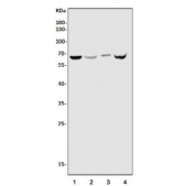 Western blot testing of human 1) HeLa, 2) HL60, 3) SH-SY5Y and 4) HEK293 cell lysate with CXCR4 antibody. Predicted molecular weight ~40 kDa but may be observed at higher molecular weights due to glycosylation.