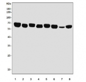 Western blot testing of rat 1) heart, 2) brain, 3) kidney, 4) liver and mouse 5) heart, 6) brain, 7) kidney and 8) liver lysate with EHD3 antibody. Predicted molecular weight ~61 kDa.