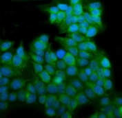 Immunofluorescent staining of FFPE human MCF7 cells with EHD3 antibody (green) and DAPI nuclear stain (blue). HIER: steam section in pH6 citrate buffer for 20 min.