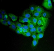 Immunofluorescent staining of FFPE human A431 cells with EPRS antibody (green) and DAPI nuclear stain (blue). HIER: steam section in pH6 citrate buffer for 20 min.