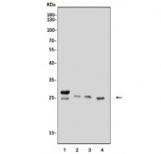 Western blot testing of 1) rat liver, 2) mouse brain, 3) mouse liver and 4) mouse lung tissue lysate with Glutathione S-transferase A4 antibody. Predicted molecular weight ~26 kDa.
