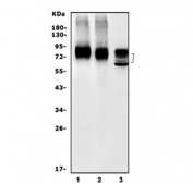 Western blot testing of 1) rat C6, 2) rat PC-12 and 3) mouse NIH 3T3 cell lysate with Pvr antibody. Predicted molecular weight ~45 kDa, but may be observed at higher molecular weights due to glycosylation.