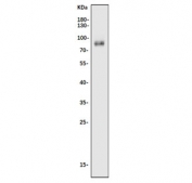 Western blot testing of mouse NIH 3T3 cell lysate with Nfe2l3 antibody. Predicted molecular weight ~73 kDa.