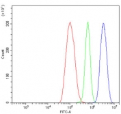 Flow cytometry testing of human ThP-1 cells with Ku70 antibody at 1ug/million cells (blocked with goat sera); Red=cells alone, Green=isotype control, Blue= Ku70 antibody.