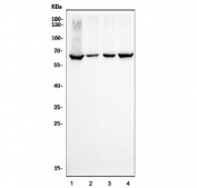Western blot testing of human 1) HeLa, 2) A549, 3) HepG2 and 4) MCF7 cell lysate with Ku70/XRCC6 antibody. Predicted molecular weight ~70 kDa.
