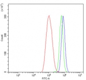 Flow cytometry testing of human ThP-1 cells with Ku70/XRCC6 antibody at 1ug/million cells (blocked with goat sera); Red=cells alone, Green=isotype control, Blue= Ku70/XRCC6 antibody.