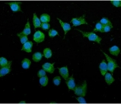 Immunofluorescent staining of FFPE mouse HEPA1-6 cells with Pdpn antibody (green) and DAPI nuclear stain (blue). HIER: steam section in pH6 citrate buffer for 20 min.