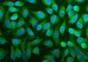 Immunofluorescent staining of FFPE human HeLa cells with PFAS antibody (green) and DAPI nuclear stain (blue). HIER: steam section in pH6 citrate buffer for 20 min.