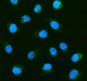 Immunofluorescent staining of FFPE human A549 cells with PHB antibody (green) and DAPI nuclear stain (blue). HIER: steam section in pH6 citrate buffer for 20 min.