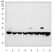 Western blot testing of 1) human Caco-2, 2) human 293T, 3) human HepG2, 4) human A549, 5) rat heart, 6) rat liver, 7) mouse heart and 8) mouse liver tissue lysate with PHB antibody. Predicted molecular weight ~29 kDa.