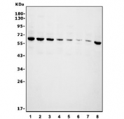 Western blot testing of human 1) HEK293, 2) SW620, 3) HeLa, 4) PC-3, 5) A549, 6) SGC-7901, 7) Caco-2 and 8) Jurkat cell lysate with Phospholipid transfer protein antibody. Predicted molecular weight ~55 kDa.